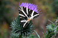 Euplagia quadripunctaria Euplagia quadripunctaria